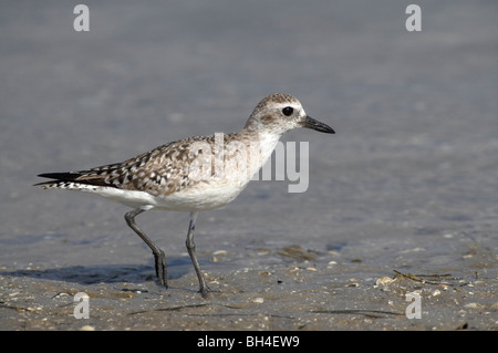 Pluvier argenté (Pluvialis squatarola) à la recherche de nourriture au Fort de Soto. Banque D'Images