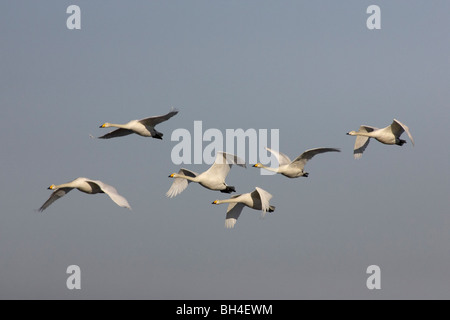 Cygne chanteur (Cygnus cygnus) en vol au dessus de Welney. Banque D'Images