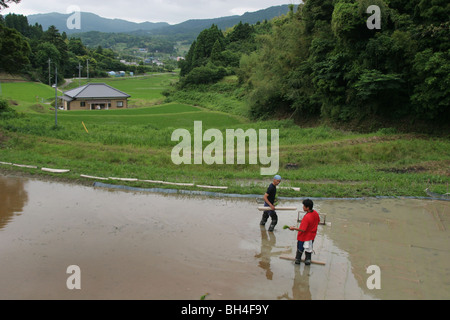 La plantation de riz biologique dans le riz paddy champ à l'aide de méthodes traditionnelles, près de Chiba, Japon. 12.06.2006. Banque D'Images