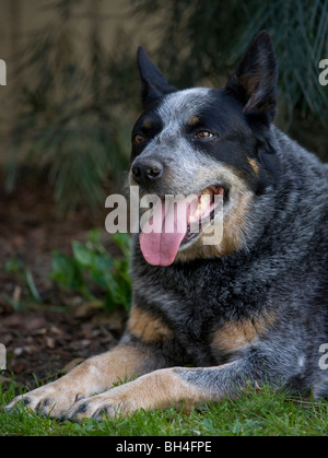 À TALON bleu Australian Cattle Dog Banque D'Images