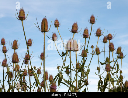 Chardons (Dipsacus fullonum) debout la tête en été, lumière du soir. Banque D'Images