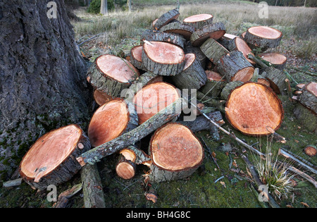 Les arbres abattus dans le parc national New Forest au printemps. Banque D'Images