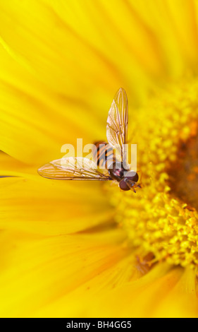 Wasp-like (syrphus ribesii hover fly) sur Gazinia en été. Banque D'Images