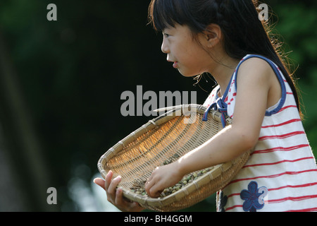 Semer les graines de soja japonaise, de l'agriculture à Chiba, au Japon. Banque D'Images