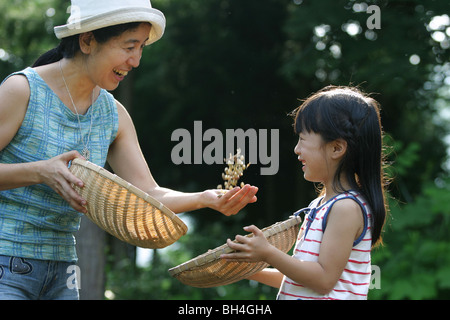 Semer les graines de soja en ferme biologique, Chiba, Japon. Banque D'Images