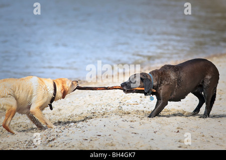 Deux retrievers du Labrador jouer remorqueur de la guerre sur une plage du lac Winnipeg, Manitoba, l'île d'Hecla Banque D'Images