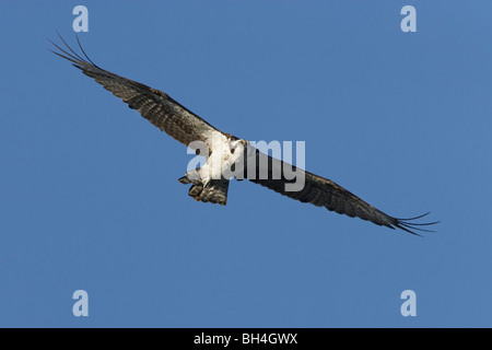 Balbuzard pêcheur (Pandion haliaetus) en vol au dessus de l'île de Sanibel, Floride, USA Banque D'Images