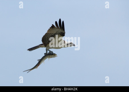 Balbuzard pêcheur (Pandion haliaetus) en vol avec ladyfish Elops saurus) (plus de Lovers Key. Banque D'Images