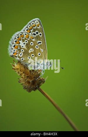 Argus brun (aricia agestis) papillon au repos sur un gazon. Banque D'Images