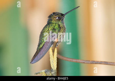 Magnifique mâle hummingbird (Eugene fulgens) perché sur une branche. Banque D'Images