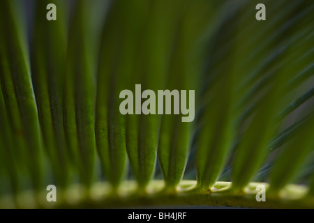 Le roi baquois (Cycas revoluta Thunb.). Banque D'Images