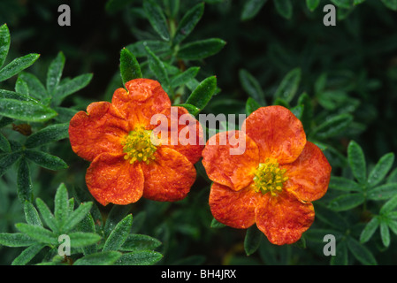 Close up de fleurs rouge vif de Potentilla 'Red Ace' avec des gouttes de pluie sur un fond vert. Banque D'Images