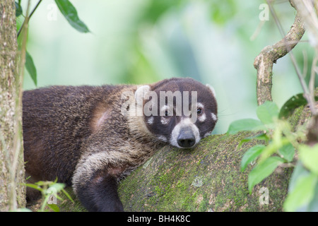 Coati à nez blanc (Nasua narica) en faisant une pause. Banque D'Images