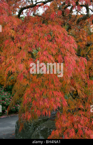 Japanese Maple, Acer palmatum 'Dissectum atropurpureum', Aceraceae. Originaire de Corée, Chine et Japon. Aka Green érable japonais. Banque D'Images