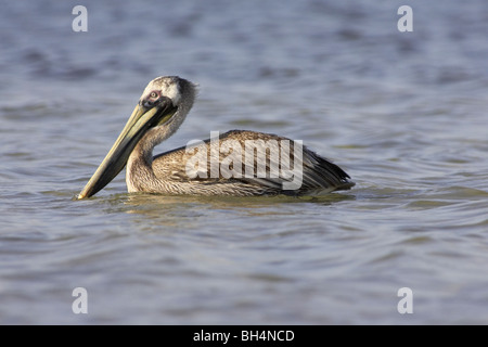 Pélican brun (Pelecanus occidentalis) sur la mer de la région de Fort de Soto. Banque D'Images