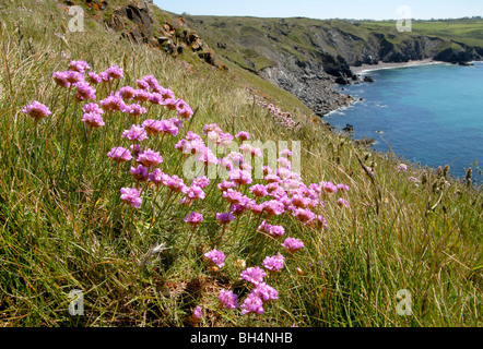 Groupe de l'économie ou la mer (Armeria maritima) rose fleurs en croissance sur une falaise herbeuses près de Kynance Cove, courtes au milieu de l'été. Banque D'Images