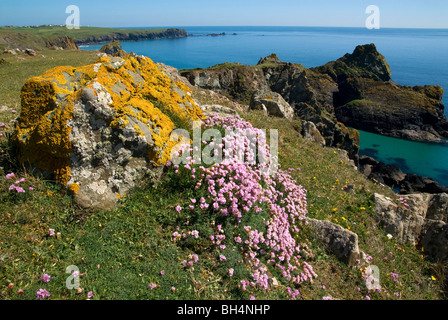 Lichen xanthoria Orange et d'économie de plus en plus parmi les rochers sur une falaise dominant Kynance Cove, un lézard. Banque D'Images