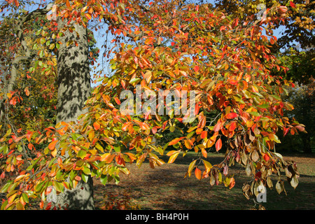 Arbre généalogique, Black Tupelo Nyssa sylvatica, Cornaceae (NYSSACEAE), du nord-est de l'USA, Amérique du Nord. Banque D'Images