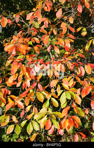 Arbre généalogique, Black Tupelo Nyssa sylvatica, Cornaceae (NYSSACEAE), du nord-est de l'USA, Amérique du Nord. Banque D'Images