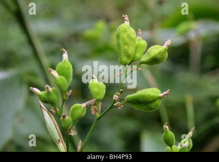 Pods De Graines De La Canna Lily Comestible, English Shot, Queensland Arrowroot Ou Achira, Canna Indica, Cannaceae. Amérique Tropicale. Banque D'Images