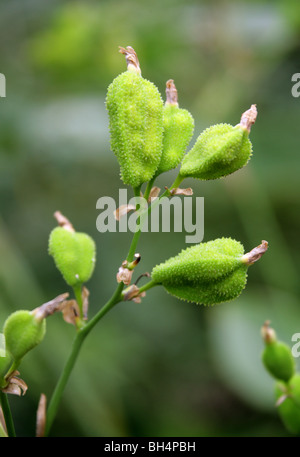 Pods De Graines De La Canna Lily Comestible, English Shot, Queensland Arrowroot Ou Achira, Canna Indica, Cannaceae. Amérique Tropicale. Banque D'Images