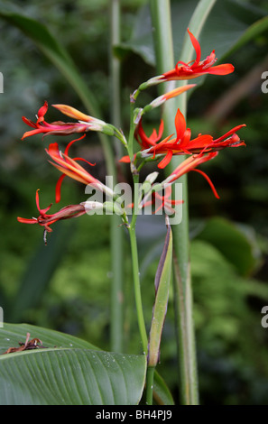 Comestible Canna Lily, English Shot, Queensland Arrowroot Ou Achira, Canna Indica, Cannaceae. Amérique Tropicale. Banque D'Images