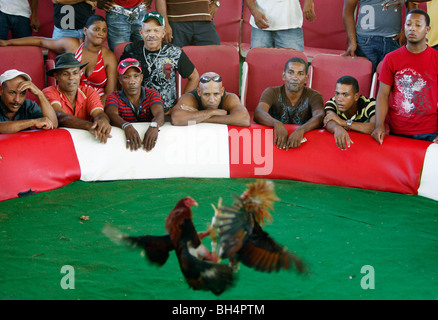 Les spectateurs de regarder un match à un anneau de coqs, République Dominicaine Banque D'Images