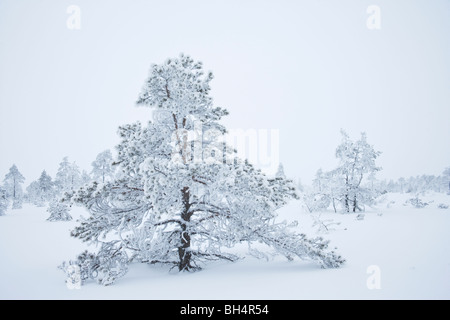 Le pin sylvestre couvertes de neige Banque D'Images