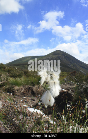 La linaigrette (Eriophorum angustifolium) avec Ben Wyvis en arrière-plan. Banque D'Images