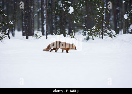 Red Fox marche sur tourbière extérieure congelé Banque D'Images
