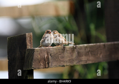 Paire de jeunes moineaux domestiques (Passer domesticus) sur une clôture à Ballachulish. Banque D'Images