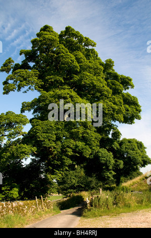 Sycomore (Acer pseudoplatanus) feuillu en pleine campagne au milieu de l'été. Banque D'Images