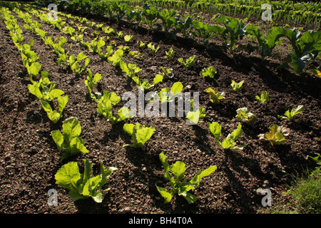 Plusieurs lignes rétroéclairé de jeunes pousses en croissance à un potager bien entretenu. Banque D'Images