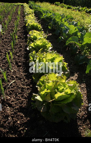 Une rangée de laitues rétroéclairé dans un potager bien entretenu. Banque D'Images