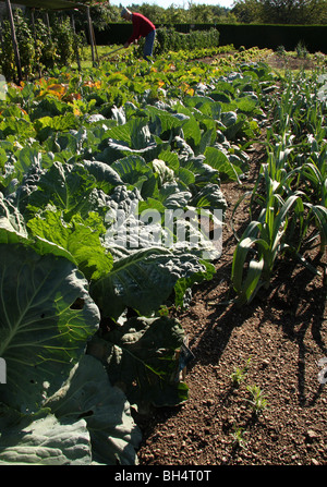 Rangées de choux rétroéclairé dans un potager bien entretenu avec jardinier travaillant. Banque D'Images