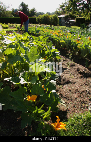 Rangées de courgettes rétroéclairé dans un potager bien entretenu et le jardinier de travailler. Banque D'Images