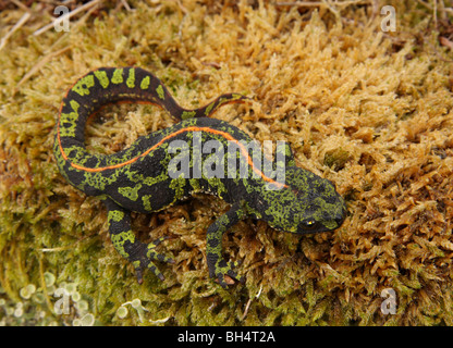 Marbré femelle newt (Triturus marmoratus) sur la mousse humide. Banque D'Images