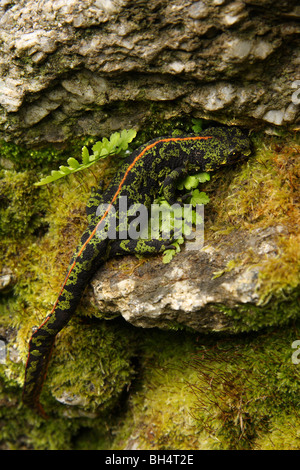 Marbré femelle newt (Triturus marmoratus) sur un vieux mur de pierre avec une petite fougère. Banque D'Images