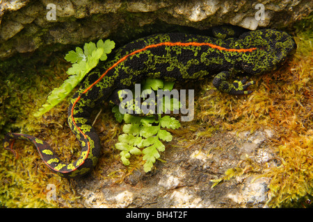 Marbré femelle newt (Triturus marmoratus) sur un vieux mur de pierre avec une petite fougère. Banque D'Images