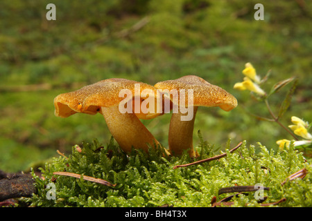 Deux petits champignons poussant sur une souche d'arbre de pin. Banque D'Images