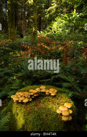 Deux groupes de champignons touffe de soufre (Hypholoma fasciculare) sur une souche d'arbre couverts de mousse. Banque D'Images