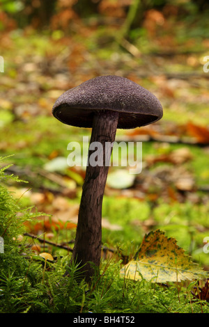 Le fourbe améthyste Laccaria amethystea (champignons) de plus en plus caduques. Banque D'Images