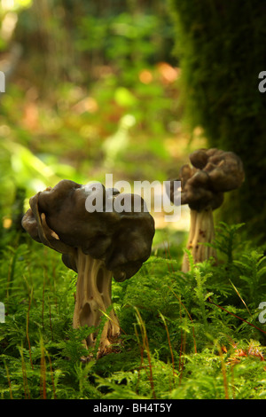 Faux champignons morilles (Gyromitra esculenta) croissant dans des bois moussus. Banque D'Images