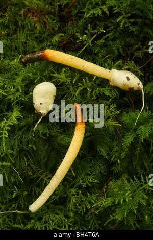 Phalle impudique chien champignons (Mutinus caninus) moss ; un œuf un sac Banque D'Images