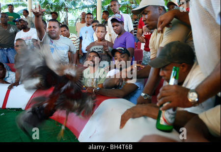 Les spectateurs de regarder un match à un anneau de coqs, République Dominicaine Banque D'Images