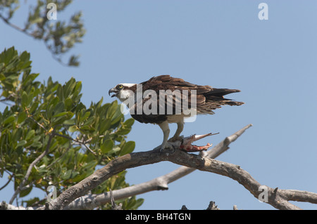 Balbuzard pêcheur (Pandion haliaetus) sur une branche avec des restes de poissons sur l'île de Sanibel, Florida, USA Banque D'Images