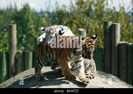 Deux jeunes Tiger Cubs du Bengale jouent au zoo de Cougar Mountain Banque D'Images