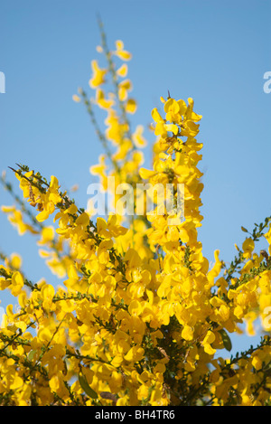 Politique commune à balais (Cytisus scoparius) avec ciel bleu clair. Banque D'Images