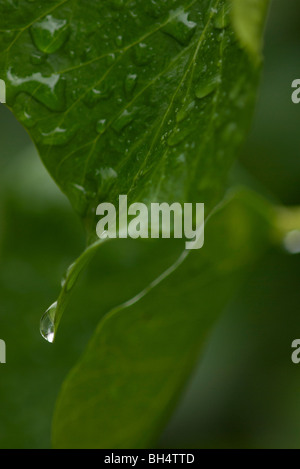 Gouttes de pluie sur un hedera (Hedera helix) Feuille, également appelé lierre commun ou lierre anglais. Banque D'Images