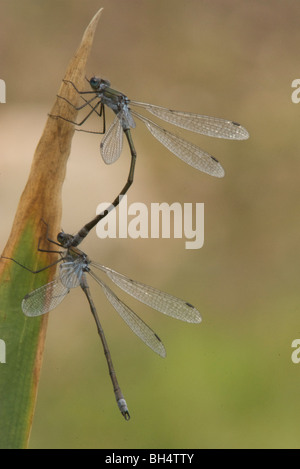 Demoiselle d'émeraude Banque D'Images